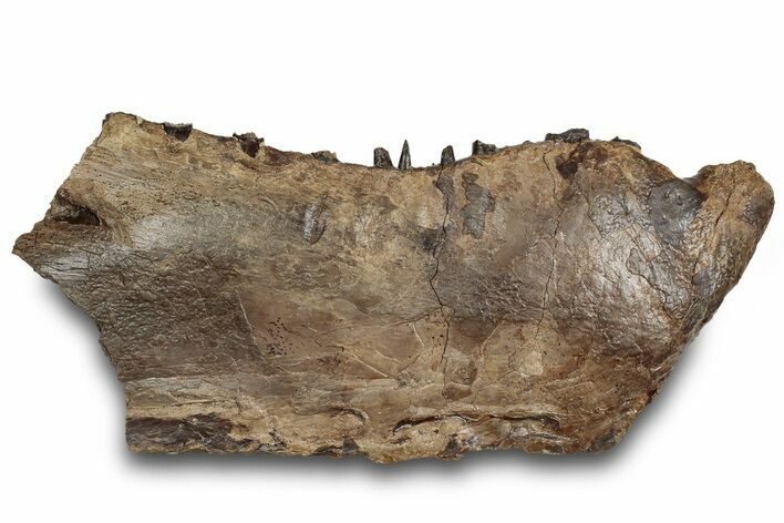 Cretaceous Monster Fish (Xiphactinus) Jaw Section - Kansas #316668